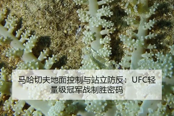 ma-ha-qie-fu-di-mian-kong-zhi-yu-zhan-li-fang-fan-qing-liang-ji-guan-jun-zhan-zhi-sheng-mi-ma-2-889.jpg
